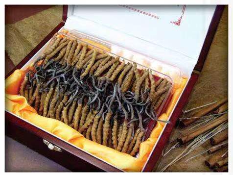 吴川冬虫夏草回收